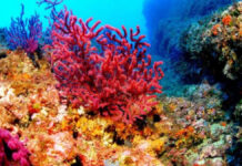 Medioambiente | Resiliencia coralina: políticas que la República Dominicana no puede postergar