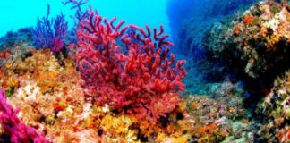 Medioambiente | Resiliencia coralina: políticas que la República Dominicana no puede postergar
