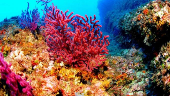 Arrecifes de coral caribe
